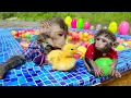 Download Lagu Monkey Baby Bim Bim Drive A Boat To The Pool And Opens Surprise Eggs With Obi at the pool