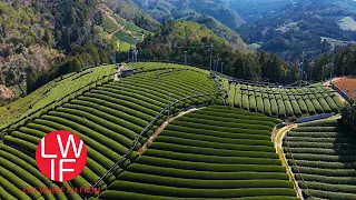 Download How Japanese Green Tea is Made MP3