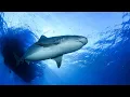 How many bones does a shark have