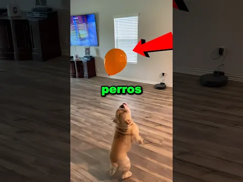 Los perros son súper torpes 😱😳 #shorts