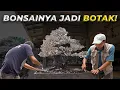 Download Lagu Apakah BONSAI GRANDONG Sudah Terlambat Diselamatkan?