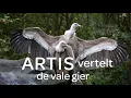 Download Lagu Dierverzorger Job in het vale gierenverblijf - ARTIS vertelt #8