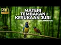 Lagu 🔴 Live Masteran Tembakan Cucak Cungkok Super Gacor vs Tepus Kepala Abu Abu Gacor
