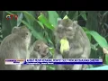Download Lagu Sulit Cari Makanan di Hutan, Monyet Liar Serbu Permukiman Warga - BIP 08/09