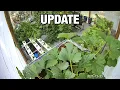 Hydroponic Systems Update