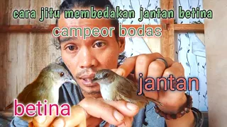 Download CARA JITU MEMBEDAKAN JANTAN BETINA BURUNG PELANDUK SEMAK / CAMPEOR BODAS MP3