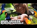 Download Lagu HOKI BANGET DAPET ANAKAN BURUNG MAHAL DI ALAM LANGSUNG