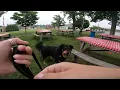 AKC Scentwork Advanced Exterior Search First Place