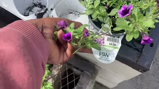 Proven Winner Annuals at Lowes