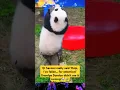 Download Lagu Qi Sanmei really said ‘Help, I’ve fallen…for attention!’ Grandpa Dundun didn’t see it coming!#panda