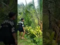 Download Lagu tarik teing 🤣🤣