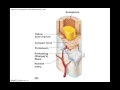 Chapter 6 4 1 Bone Types Membranes Markings BIO201