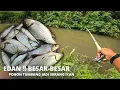 Download Lagu MANCING DEKAT POHON TUMBANG !! IKAN BESAR NGUMPUL DI SINI
