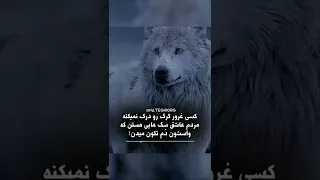 گرگ ها یک غرور خاصی دارند که هیچ کس ان را نمیفهمد 