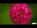 Mantra Vajrasattva 100 Syllable (1 hour) Purity & Peace, very beautiful / Мантра Ваджрасаттва
