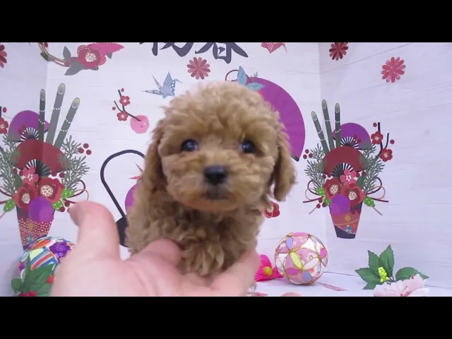 動画