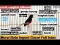 Download Lagu Murai Batu Gacor ~ Pancingan Masteran Murai Trotol Full Isian Tembakan Tajam Kasar Roll Beset Tembak