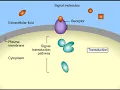 Cell Signaling Overview Animation