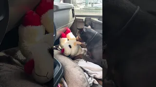 .. #Fyp #dream #doberman #pets #YouTube