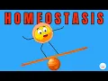 Homeostasis Explained in Simple Words