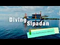 Diving Sipadan - The SeaVentures Edition  (2025)