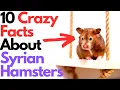 10 Facts About Syrian Hamsters That You Should Know