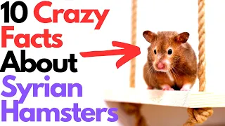 10 Facts About Syrian Hamsters That You Should Know