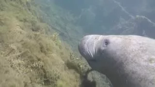 Manatees Are Peaceful (Extras ~Bums on a Boat)