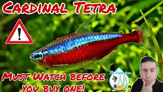 Cardinal Tetra care guide all you need to know before you go and buy one You must watch JR Aquarium