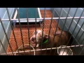 available dogs in 300 overflow building