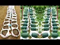 Download Lagu Easy and high yield, didn't expect to grow Watermelon at home so easy