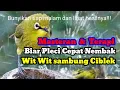 Lagu Masteran dan Terapi, Pleci Biar Nembak Wit Wit sambung Bren Ciblek Panjang