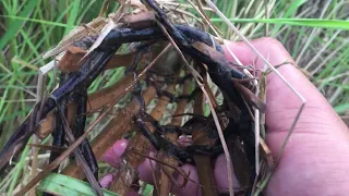 Primitive technology fishing by boy in the field