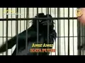 Download Lagu Awar Awar Mata Putih