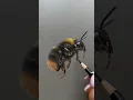 Drawing a realistic Bumble Bee in Coloured Pencil