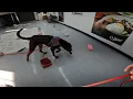 AKC Excellent Container - qualifying search