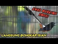 Lagu PANCINGAN PENGGACOR MURAI BATU KRETEKAN TAJAM‼️SEKALI DENGAR MURAI DIAM DISITU AUTO NGAMUK GACOR