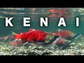 Salmon Fishing on the Kenai River A Truly Alaskan Experience