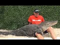 Paul Bedard debunks 3 alligator myths at Everglades Holiday Park