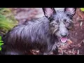 Scammer preying on owners of missing metro-Atlanta pets