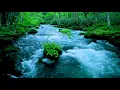 Download Lagu Forest River flowing in Early Morning 4k. Relaxing River Sounds, White Noise for Sleep, Meditation.