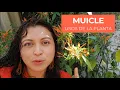 MUICLE Learn about this medicinal plant its characteristics uses and main care