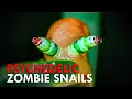Download Lagu The Worms That Turn Snails Into Disco Zombies