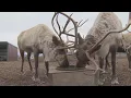Inside look at Goldendale Reindeer