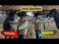 Lagu Een paard leren om ontwormingsmiddel, hoofdstel en druk te accepteren door middel van vertrouwen.