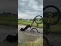 Download Lagu Kribo Jatuh Ke Sawah Di Tangkap Polisi 🗿