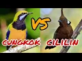 Download Lagu masteran cililin vs cungkok jernih durasi panjang 1 jam.