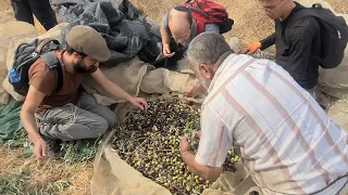 قوات الاحتلال الإسرائيلي تمنع مزارعين ومتضامنين أجانب من قطف الزيتون في بلدة إذنا غرب الخليل