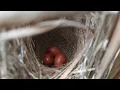 Download Lagu Ternyata lokasi lama masih banyak sarang burung nya‼️ mantap pol👍