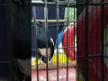Download Lagu Kacer gacor AMPUH buat pancingan KACER #burung #kacer #pancingankacer #kacergacor #burungkicau#birds